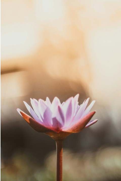 Vinyasa class